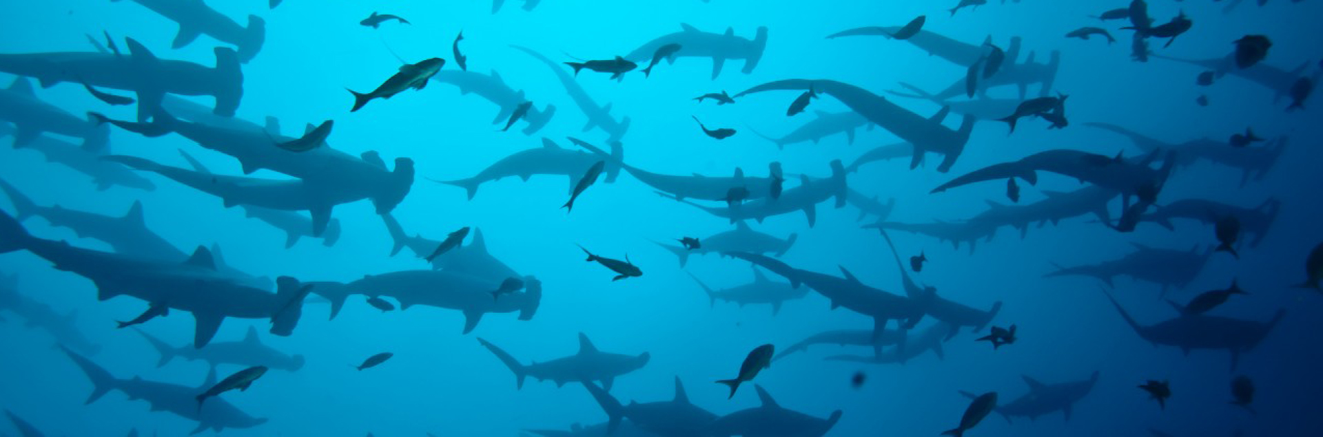 scalloped-hammerhead-sharks-firefly-1920x635