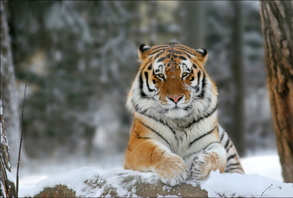 siberian-tiger-sergei-balski-572x387