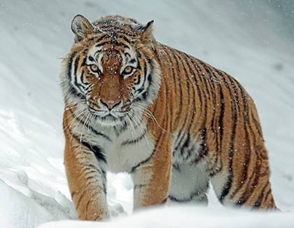 siberian tiger Pixabay via Pexel CC0420x325