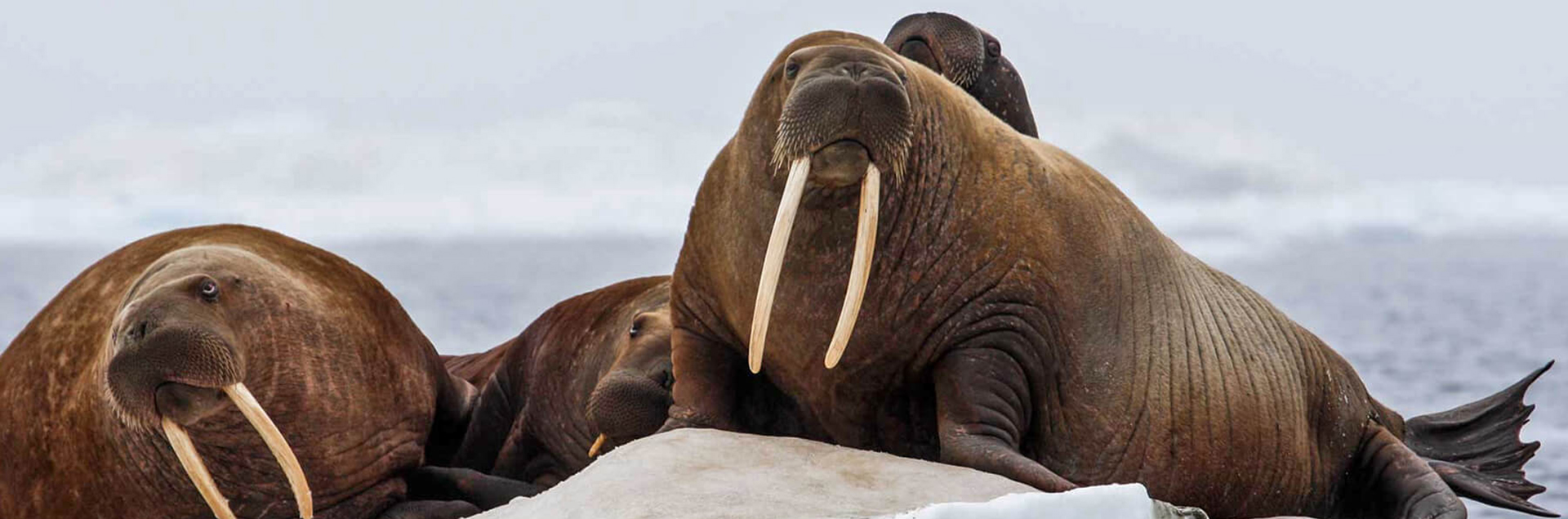 walrus_on_ice_USGS_formatted1920x635