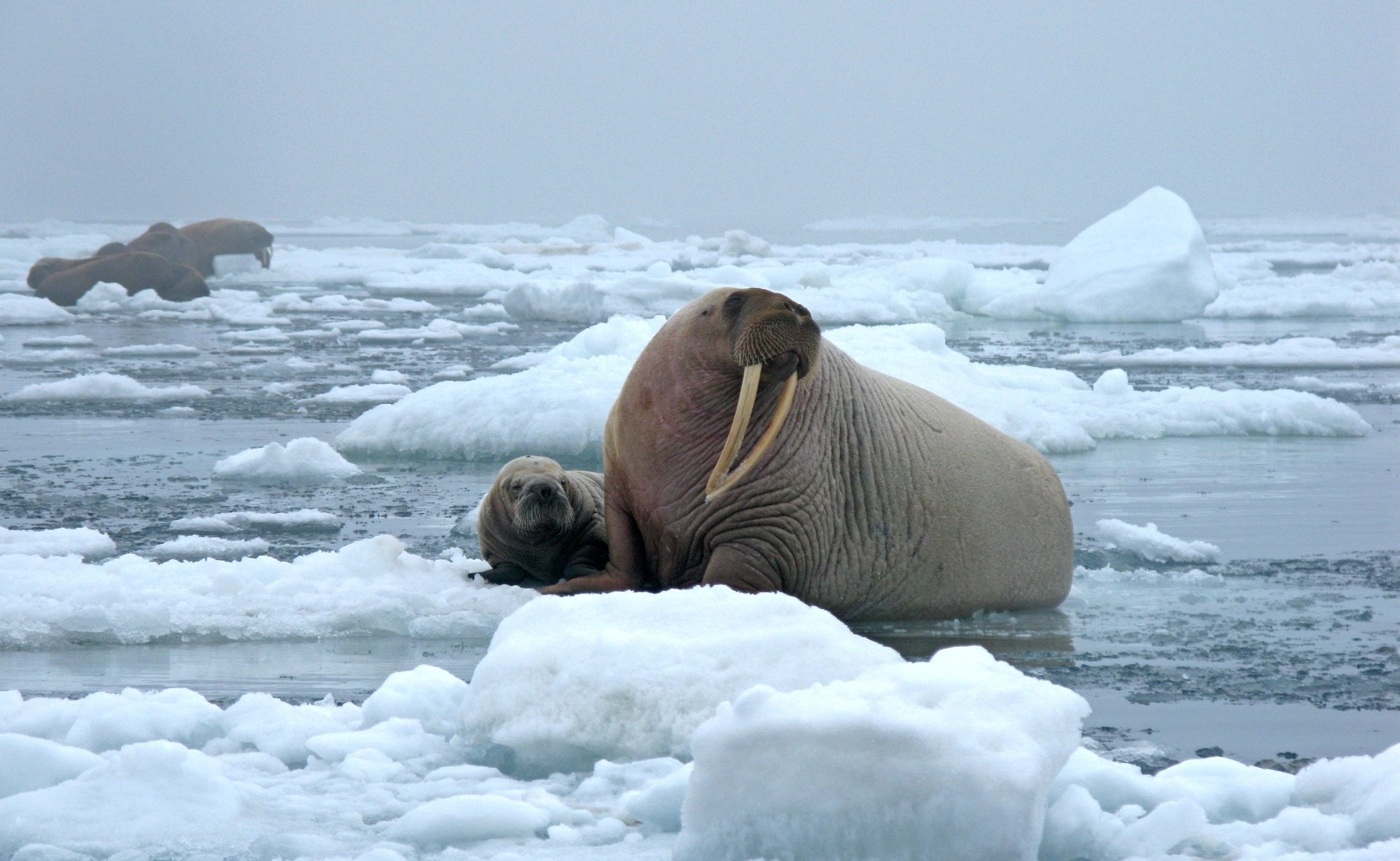 Моржи, тюлени, нерпы Арктика