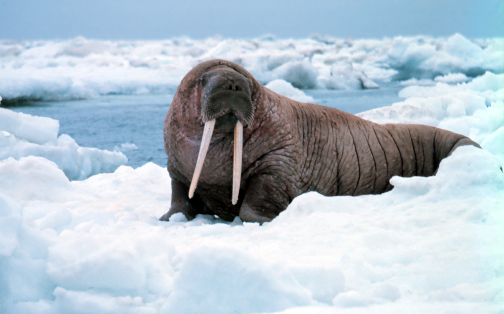 The Pacific Walrus 