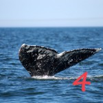 whale5yeacrop